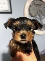 Girl 2, a female Yorkshire Terrier for sale in Vass, NC – 1 of 3
