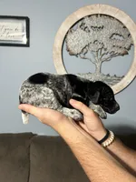Girl #1, a female German Shorthaired Pointer for sale in Vass, NC – 3 of 5