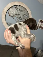 Girl #7, a female German Shorthaired Pointer for sale in Vass, NC – 5 of 5