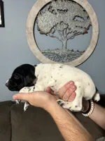 Girl #5, a female German Shorthaired Pointer for sale in Vass, NC – 5 of 5