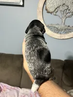 Girl #1, a female German Shorthaired Pointer for sale in Vass, NC – 4 of 5