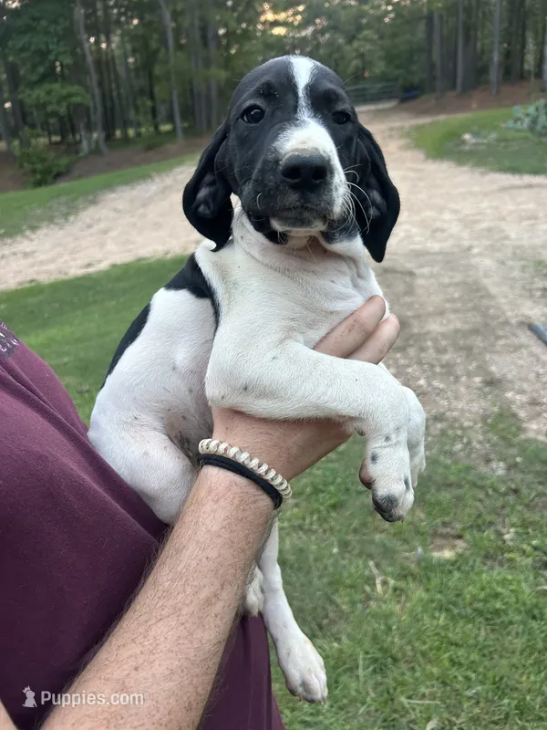 Girl #6 – German Shorthaired Pointer puppy for sale in Vass, NC