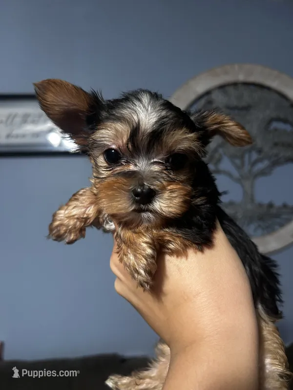Boy 1 – Yorkshire Terrier puppy for sale in Vass, NC