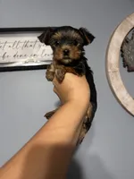 Girl 2, a female Yorkshire Terrier for sale in Vass, NC – 3 of 3