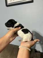Girl #3, a female German Shorthaired Pointer for sale in Vass, NC – 3 of 4