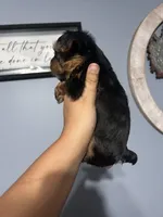 Girl 2, a female Yorkshire Terrier for sale in Vass, NC – 2 of 3