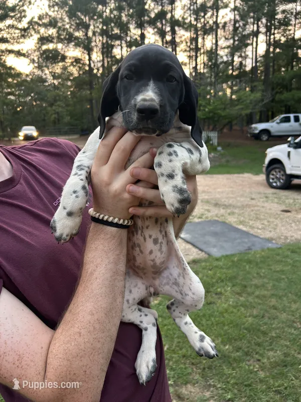 Girl #5 – German Shorthaired Pointer puppy for sale in Vass, NC