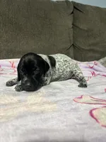 Girl #4, a female German Shorthaired Pointer for sale in Vass, NC – 4 of 6