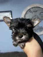 Girl 1, a female Yorkshire Terrier for sale in Vass, NC – 2 of 3