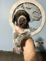 Girl #7, a female German Shorthaired Pointer for sale in Vass, NC – 3 of 5