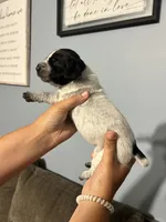 Girl #2, a female German Shorthaired Pointer for sale in Vass, NC – 3 of 4