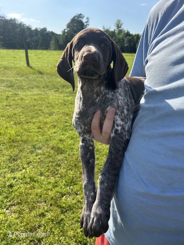Girl #7 – German Shorthaired Pointer puppy for sale in Vass, NC