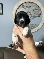 Girl #5, a female German Shorthaired Pointer for sale in Vass, NC – 2 of 5