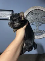 Girl 1, a female Yorkshire Terrier for sale in Vass, NC – 3 of 3