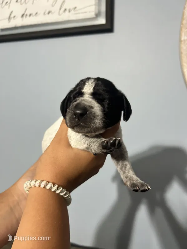 Girl #2 – German Shorthaired Pointer puppy for sale in Vass, NC