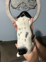 Girl #5, a female German Shorthaired Pointer for sale in Vass, NC – 4 of 5
