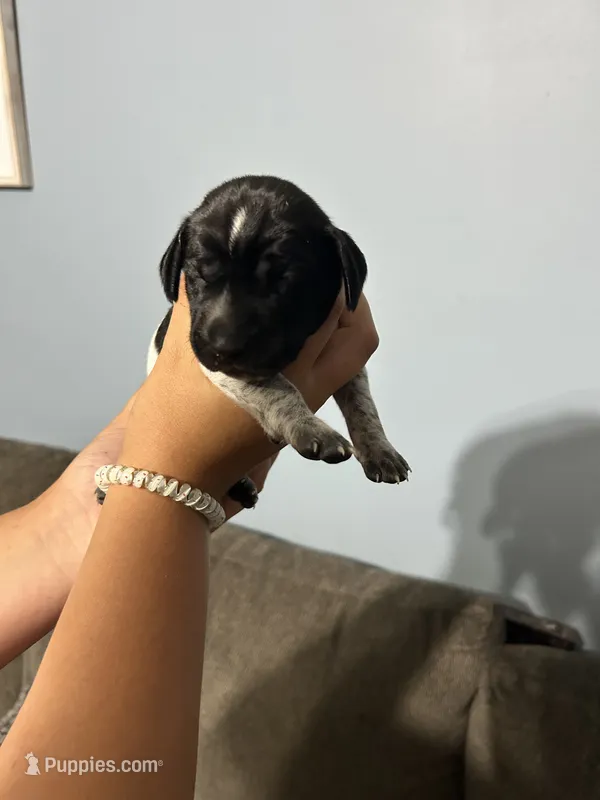 Girl #4 – German Shorthaired Pointer puppy for sale in Vass, NC