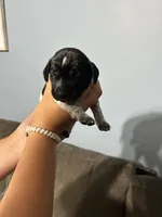 Girl #4, a female German Shorthaired Pointer for sale in Vass, NC – 1 of 4