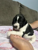 Girl #6, a female German Shorthaired Pointer for sale in Vass, NC – 2 of 5