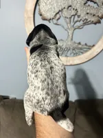 Girl #4, a female German Shorthaired Pointer for sale in Vass, NC – 5 of 6