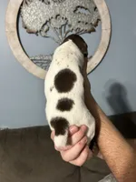 Girl #8, a female German Shorthaired Pointer for sale in Vass, NC – 3 of 5