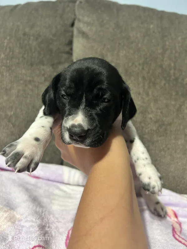 Girl #5 – German Shorthaired Pointer puppy for sale in Vass, NC