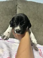Girl #5, a female German Shorthaired Pointer for sale in Vass, NC – 1 of 5