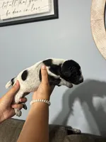 Girl #1, a female German Shorthaired Pointer for sale in Vass, NC – 3 of 4