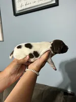 Girl #8, a female German Shorthaired Pointer for sale in Vass, NC – 2 of 4