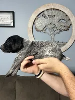 Girl #1, a female German Shorthaired Pointer for sale in Vass, NC – 5 of 5