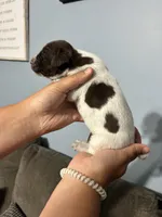 Girl #7, a female German Shorthaired Pointer for sale in Vass, NC – 4 of 4