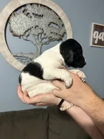Girl #6, a female German Shorthaired Pointer for sale in Vass, NC – 5 of 5