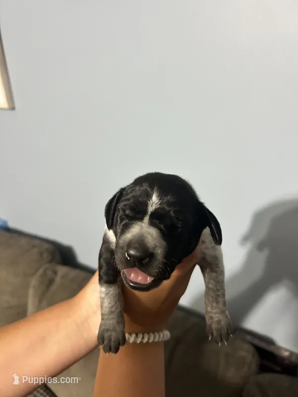 Girl #1 – German Shorthaired Pointer puppy for sale in Vass, NC