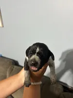 Girl #1, a female German Shorthaired Pointer for sale in Vass, NC – 1 of 4