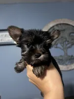 Girl 1, a female Yorkshire Terrier for sale in Vass, NC – 1 of 3