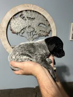 Girl #2, a female German Shorthaired Pointer for sale in Vass, NC – 2 of 5
