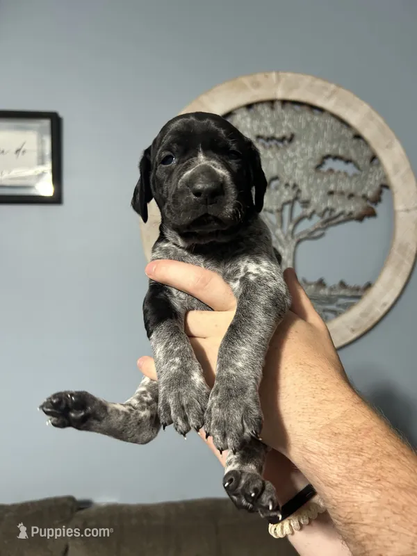 Girl #1 – German Shorthaired Pointer puppy for sale in Vass, NC