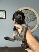 Girl #1, a female German Shorthaired Pointer for sale in Vass, NC – 1 of 5