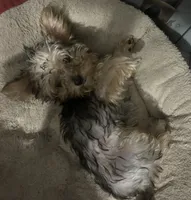 Peter, a male Yorkshire Terrier for sale in Vass, NC – 2 of 3