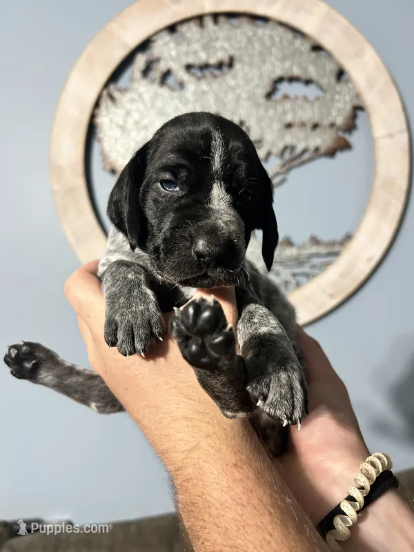 Girl #2 – German Shorthaired Pointer puppy for sale in Vass, NC
