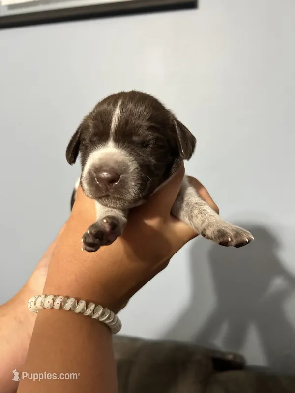Girl #7 – German Shorthaired Pointer puppy for sale in Vass, NC