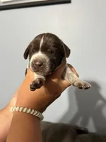 Girl #7, a female German Shorthaired Pointer for sale in Vass, NC – 1 of 4