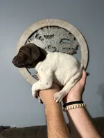 Girl #8, a female German Shorthaired Pointer for sale in Vass, NC – 4 of 5