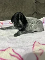 Girl #2, a female German Shorthaired Pointer for sale in Vass, NC – 5 of 5