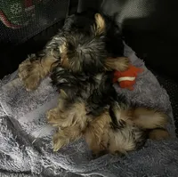 Boy 1, a male Yorkshire Terrier for sale in Vass, NC – 3 of 3
