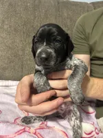 Girl #1, a female German Shorthaired Pointer for sale in Vass, NC – 2 of 5