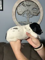 Girl #5, a female German Shorthaired Pointer for sale in Vass, NC – 3 of 5