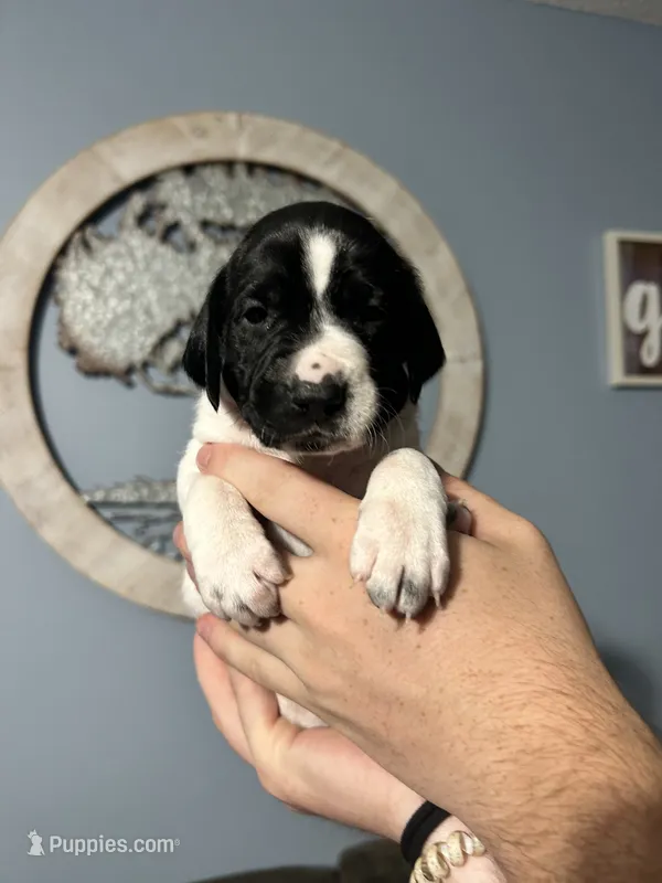 Girl #6 – German Shorthaired Pointer puppy for sale in Vass, NC
