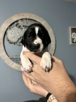 Girl #6, a female German Shorthaired Pointer for sale in Vass, NC – 1 of 5