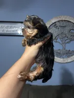 Boy 1, a male Yorkshire Terrier for sale in Vass, NC – 2 of 3